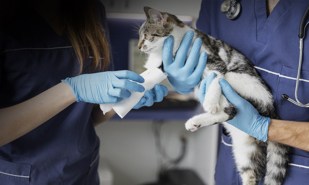 Veterinary Help