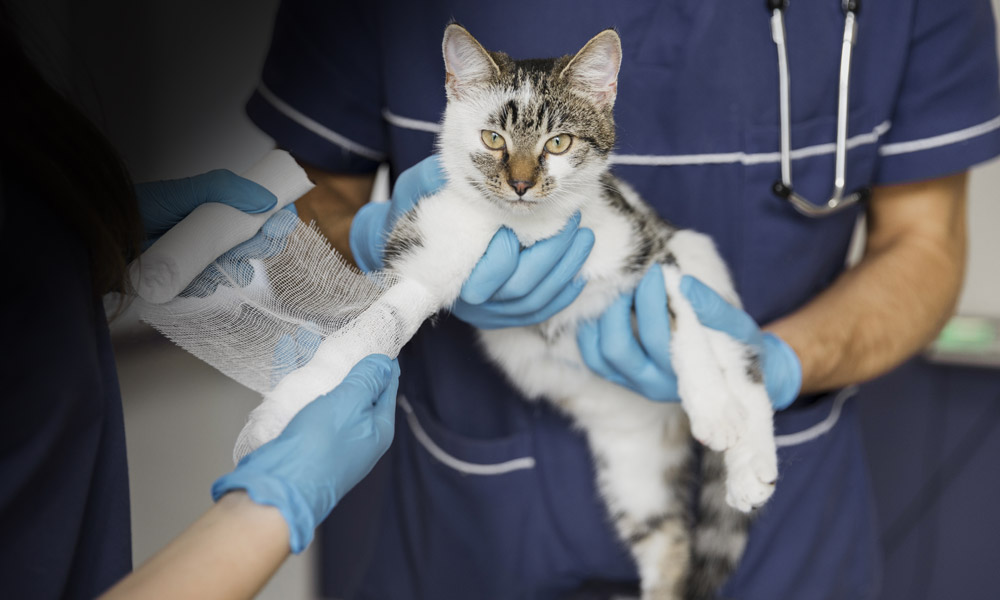 Pet Dentistry